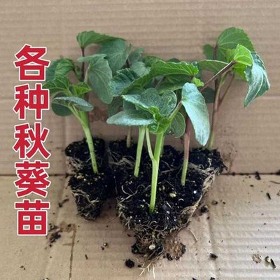 黄秋葵苗水果红秋葵秧苗高产四季盆栽红蔬菜孑菜种带土秧菜籽大全