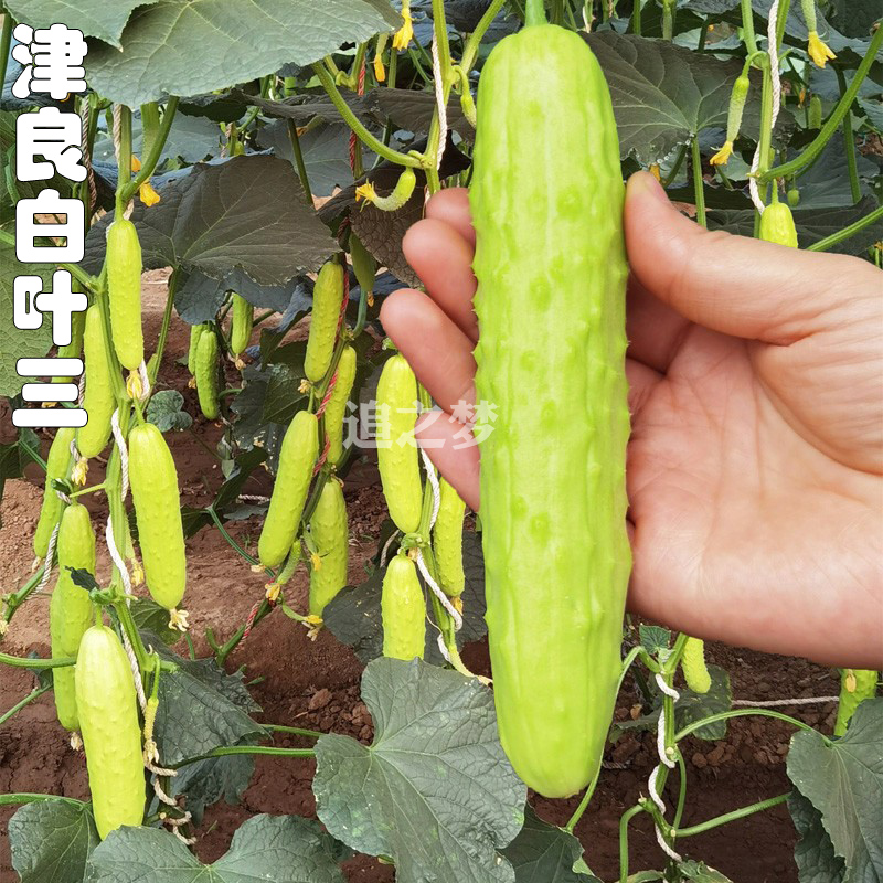津良白叶三水果黄瓜种子乳白色奶油白玉水果蔬菜籽春秋四季秧苗孑