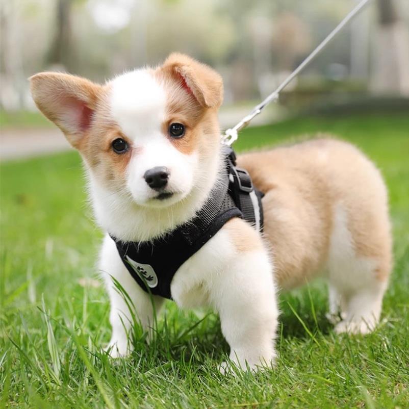 背心式狗狗牵引绳中小型犬猫咪牵引绳柯基背带防挣脱狗链子遛狗绳