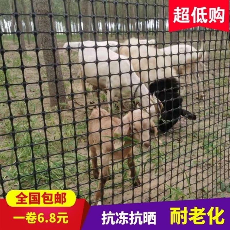 加厚养殖网拦鸡围网塑料围栏网隔离网玉米网果园圈地防护网鸡栅栏