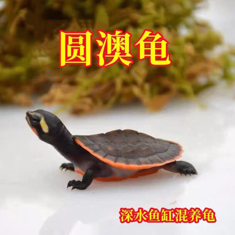 圆澳黄头侧颈龟苗可深水混养观赏龟/鳖