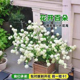 中华木绣球斗球棒棒糖树形中国木绣球庭院花园易成活绣球花苗盆栽