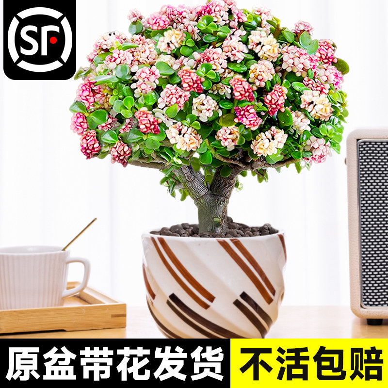 金枝玉叶盆栽老桩精品花卉多肉植物室内花水培肉肉绿植大颗好养禄图片