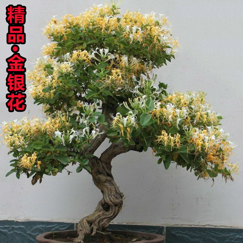 金银花老桩树苗盆景盆栽可食用爬藤花苗带花苞耐寒浓香型阳台庭院