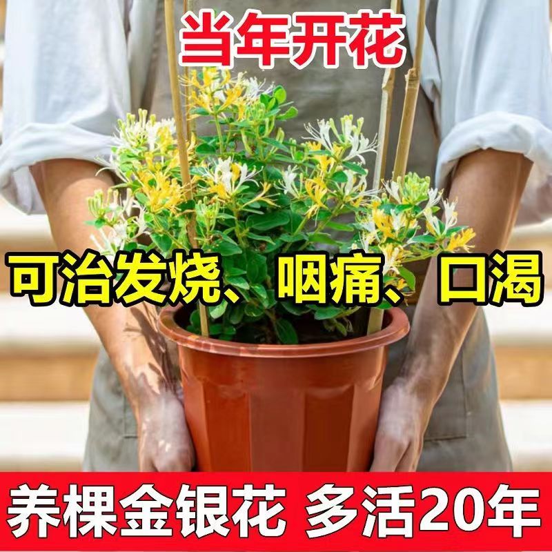 金银花树苗野生特级盆栽可食用泡茶红色金银花老桩带花苞四季