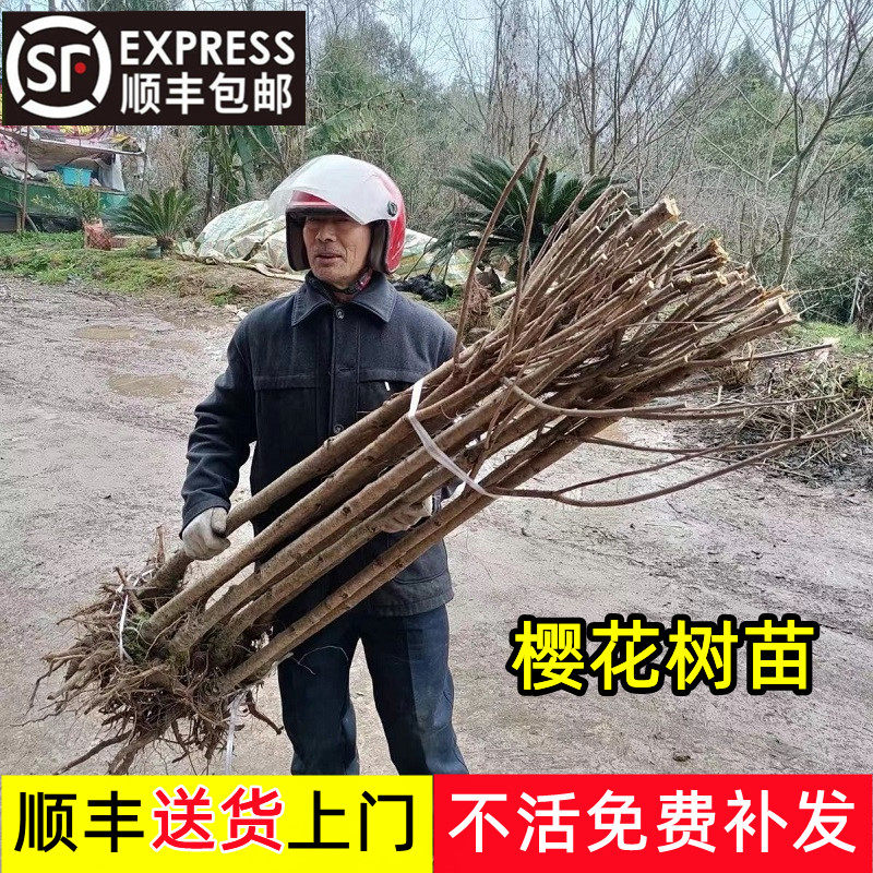日本树苗大型晚樱地栽盆栽南北方种植十大名贵风景树绿化大树