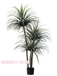 户外大型盆栽植物价格 户外大型盆栽植物图片 星期三