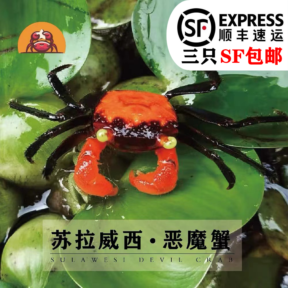 苏拉威西恶魔蟹观赏蟹淡水蟹沙蟹寄居蟹水陆雨林蟹老李同款