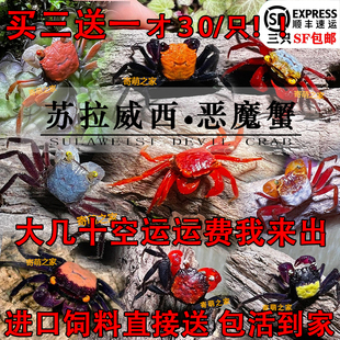苏拉威西恶魔蟹乖巧可爱蟹观赏蟹淡水蟹沙蟹寄居蟹水陆雨林蟹迷你
