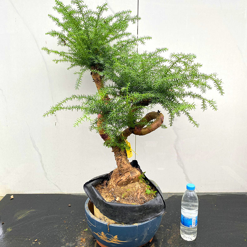 盆栽室内澳洲杉美观客厅观径植物