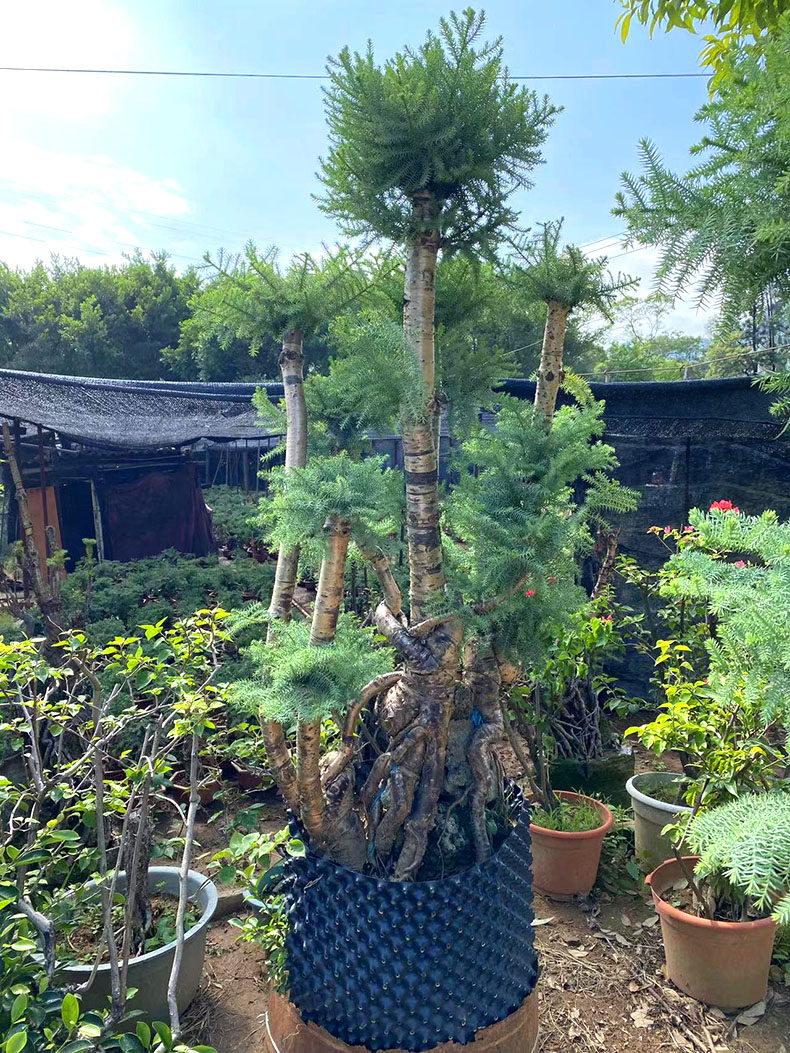 大型澳洲杉盆景老桩造型高档树桩送礼庭院大号熟桩精品附石抱石