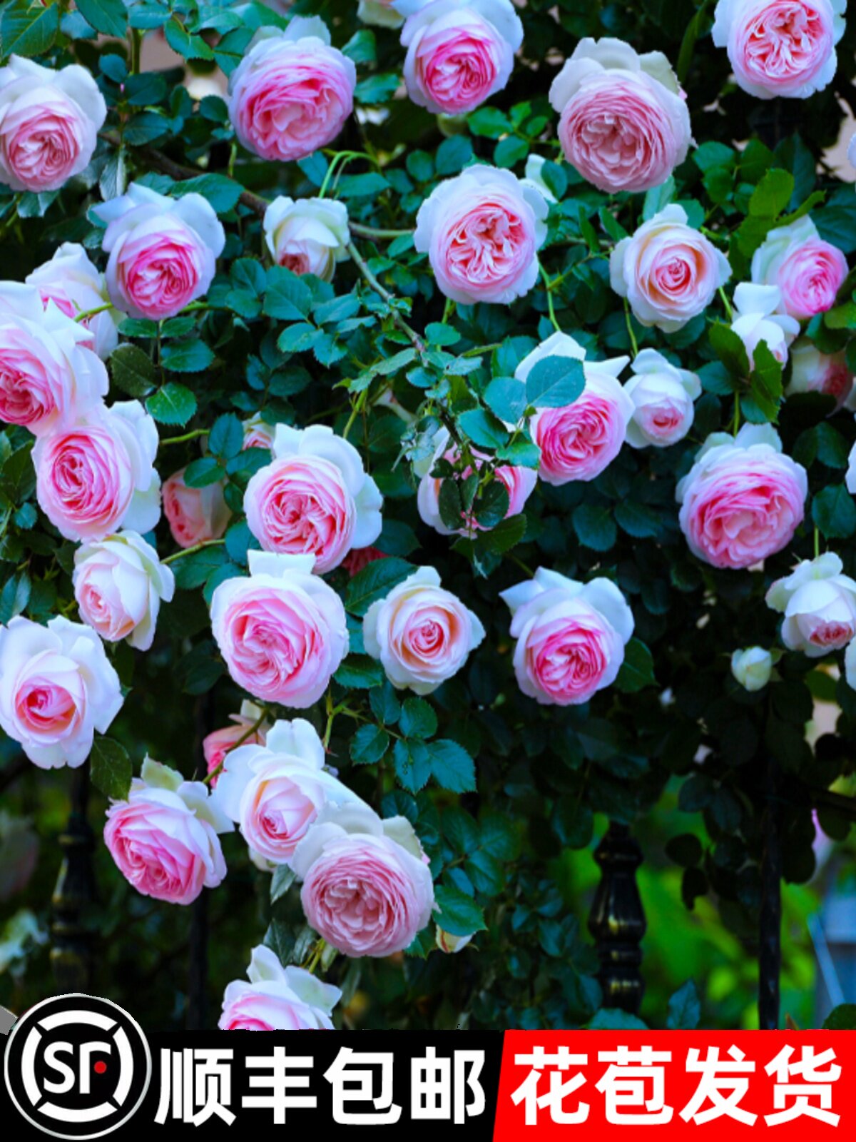 月季蔷薇花苗特大浓香庭院爬藤植物花卉盆栽木架阳台玫瑰爬墙四季