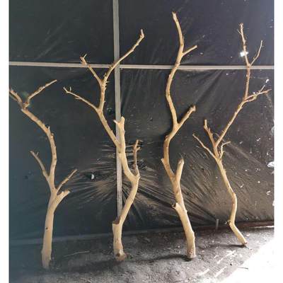 干树枝原木杈艺术干枝枯枝枯木树干鸟架造型壁挂衣架吊顶树枝装饰