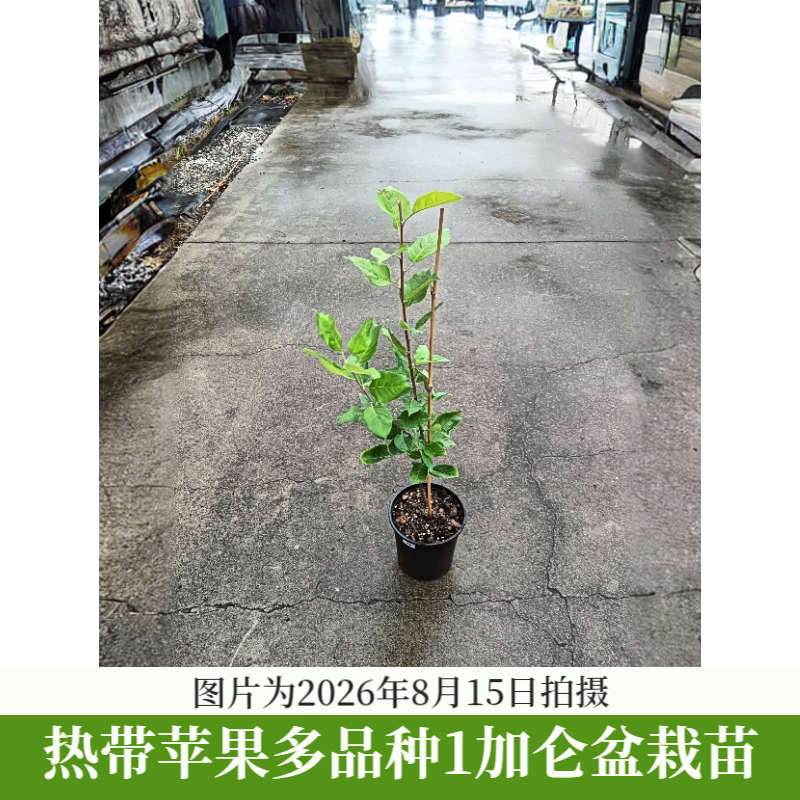 热带苹果苗安娜苹果多塞金嘎啦苹果南方可种盆栽地栽庭院果树苗