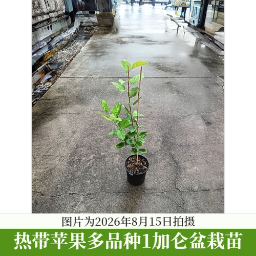 热带苹果苗安娜苹果多塞金嘎啦苹果南方可种盆栽地栽庭院果树苗