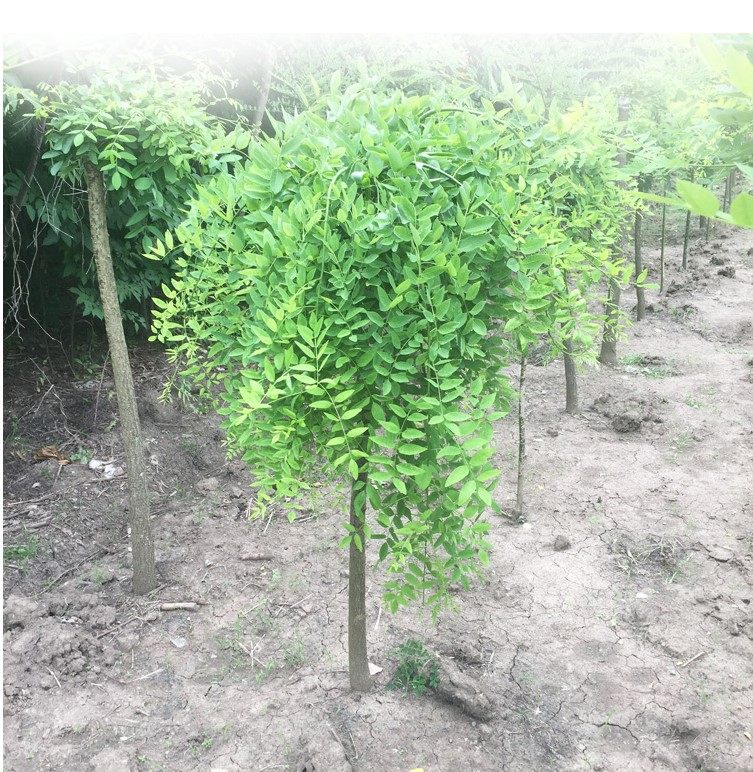 国槐黄金槐龙爪槐树苗嫁接占地绿化苗木南北方庭院别墅盆栽地栽苗