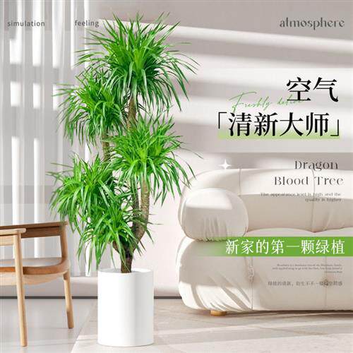 大型多头龙血树客厅绿植龙须树大号盆景真树室内盆栽植物好养禄植