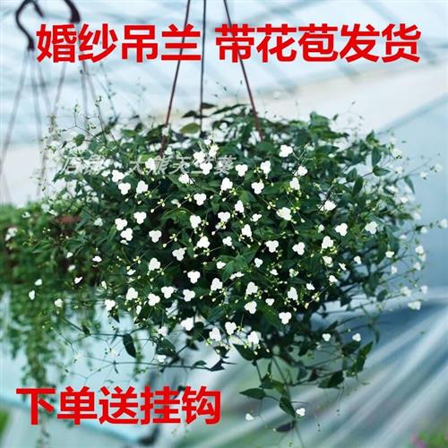 婚纱吊兰盆栽室内阳台垂吊悬挂爆盆绿植花卉美观四季常青千叶吊兰图片