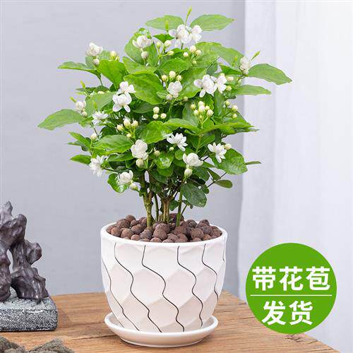 茉莉花盆栽重瓣浓香开花不断四季好养室内阳台庭院驱蚊防蚊观花卉
