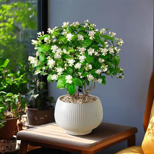 茉莉花盆栽四季开花适合冬天种的花卉好养易活大盆绿植室内带花苞