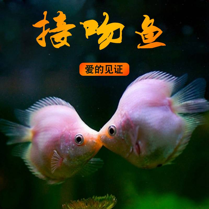 接吻鱼观赏鱼淡水鱼苗好养耐活小型热带鱼亲嘴鱼斑马孔雀宠物金鱼