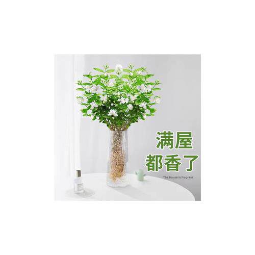 茉莉花水培植物盆栽办公室内桌面好养活鲜花绿植水养花卉四季开花
