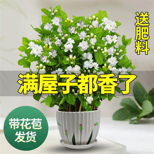 花卉植物开花花苞好养茉莉花苗盆栽驱蚊老桩带室内四季浓香九里香