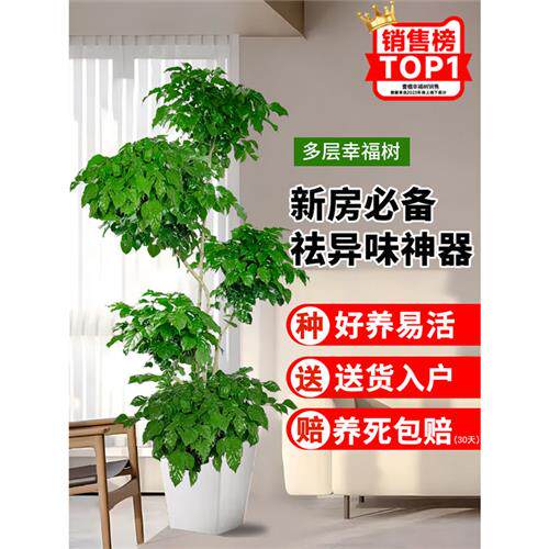 精品幸福树客厅盆栽大型绿植办公室内平安树新房吸甲醛好养活植物