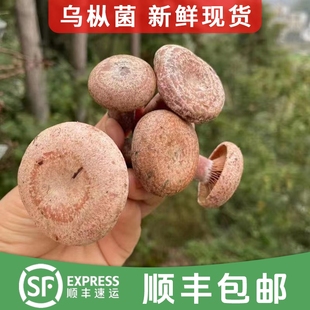 新鲜野生枞树菌湖南寒菌松树菌三九菇谷熟菌蘑菇乌从菌雁来蕈