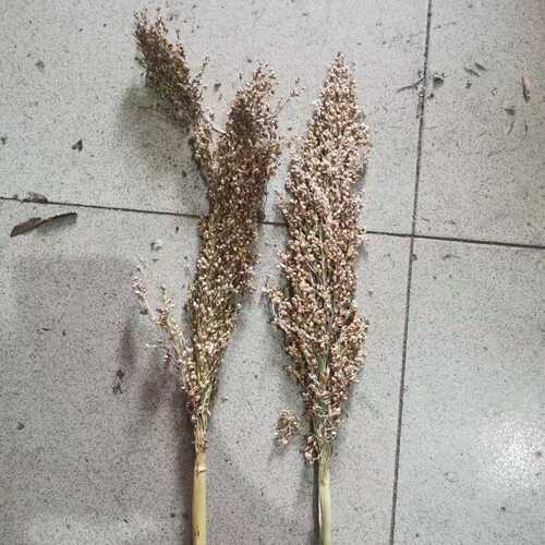 高粱穗高粱杆 干花家居装饰拍摄道具