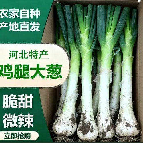 河北特产鸡腿葱葱味浓厚葱香味美