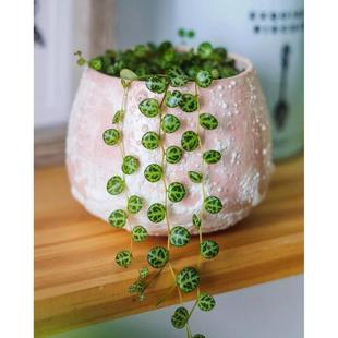 纽扣椒草ins风庭院阳台好养吊兰垂吊造景迷你叶子植物 发现植物