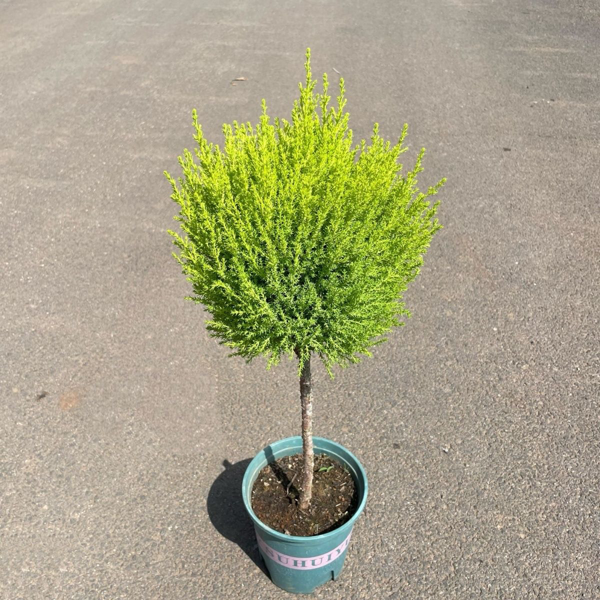 棒棒糖盆栽香松金冠柏植物耐寒耐热圣诞树客厅庭院盆景四季常青