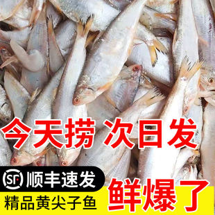 【顺丰】新鲜纯黄鲫鱼毛扣鱼油扣油炸香煎酥脆实惠海鲜