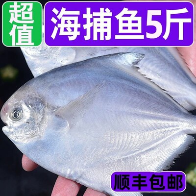顺丰野生银鲳鱼新鲜白鲳鱼冷冻海鲜水产鲜活海鱼大鲳鱼昌鱼平鱼