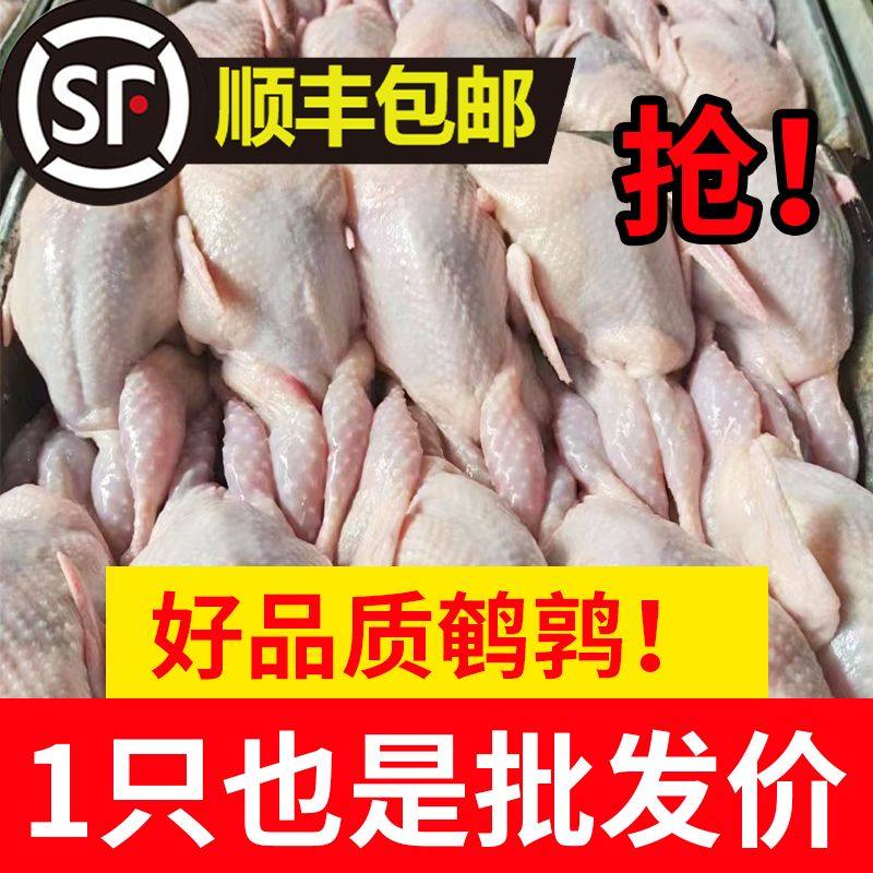 放血大号母鹌鹑冷冻散养