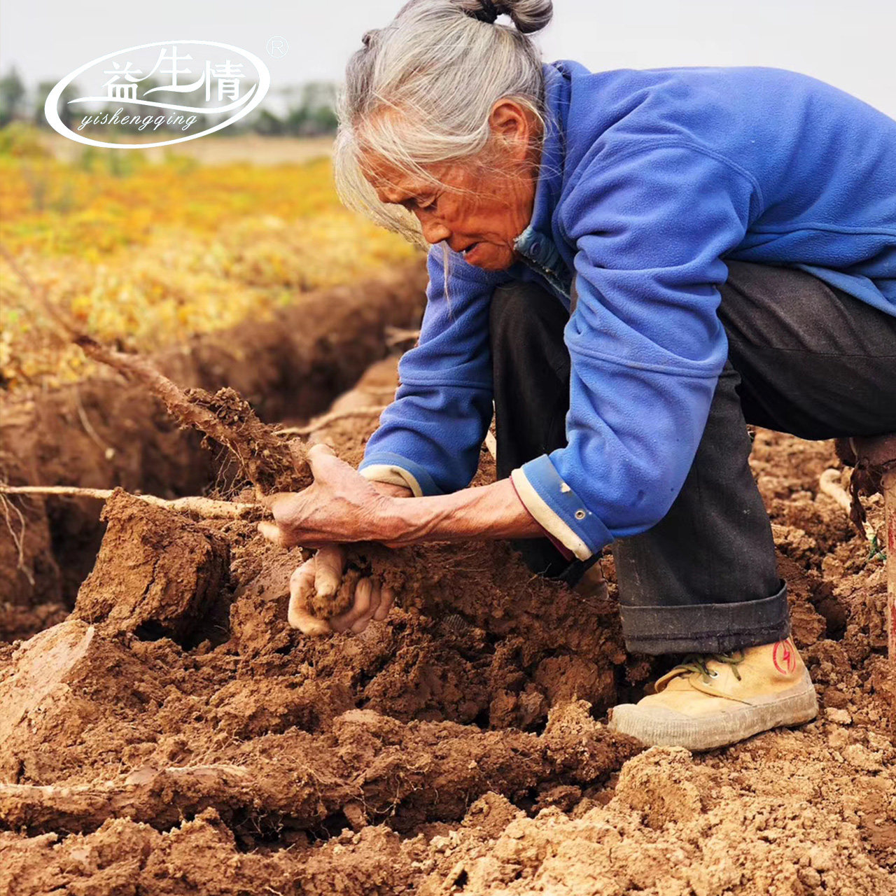 益生情焦作温县铁棍山药河南特产新鲜现挖现发农家自种垆土怀山药