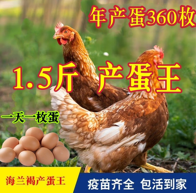 纯种1.5斤海兰褐鸡活苗蛋鸡活苗母鸡活苗高产蛋鸡产蛋王小鸡活苗