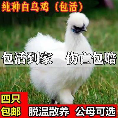 正宗乌鸡活苗一斤纯种泰和乌鸡活苗白凤乌鸡小鸡活苗竹丝乌骨鸡苗