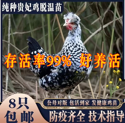 纯种宫廷贵妃鸡活苗观赏鸡小鸡活苗脱温贵妇鸡活苗半大青年鸡包活