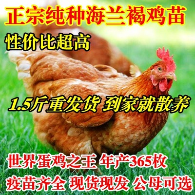 1.5斤海兰褐鸡活鸡苗蛋鸡活苗母鸡活苗高产下蛋鸡产蛋王小鸡活苗