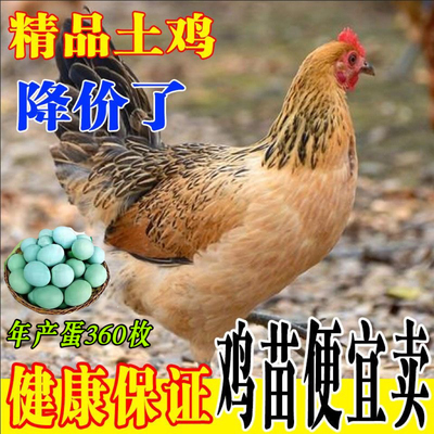 麻羽鸡活苗一天一枚绿壳蛋产蛋王