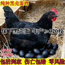 下黑壳蛋鸡活苗下黑壳蛋的鸡活苗黑鸡活苗土鸡活苗黑壳蛋小鸡活苗