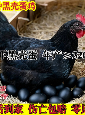 下黑壳蛋鸡活苗下黑壳蛋的鸡活苗黑鸡活苗土鸡活苗黑壳蛋小鸡活苗