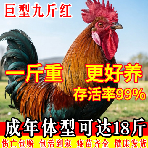 九斤红公鸡活苗阉鸡活苗红玉380大红公鸡活苗大种肉鸡苗小鸡活苗