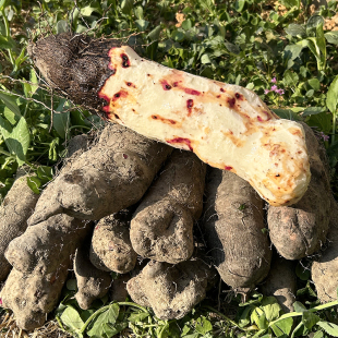 福建长汀大薯脚板薯山药新鲜山药农家紫皮现挖现发山药新鲜山药