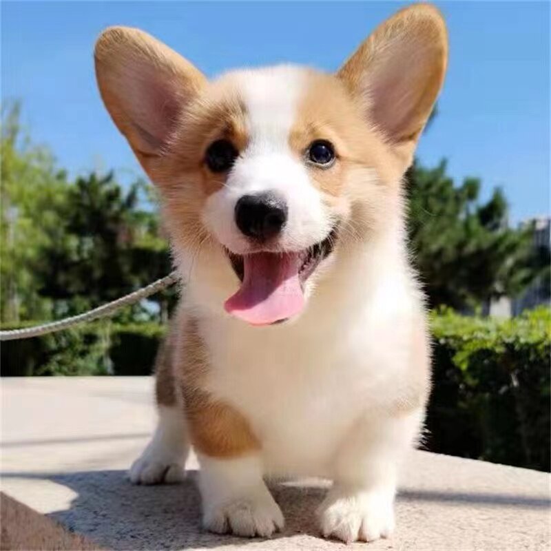 犬舍纯种柯基幼犬小短腿双色三色