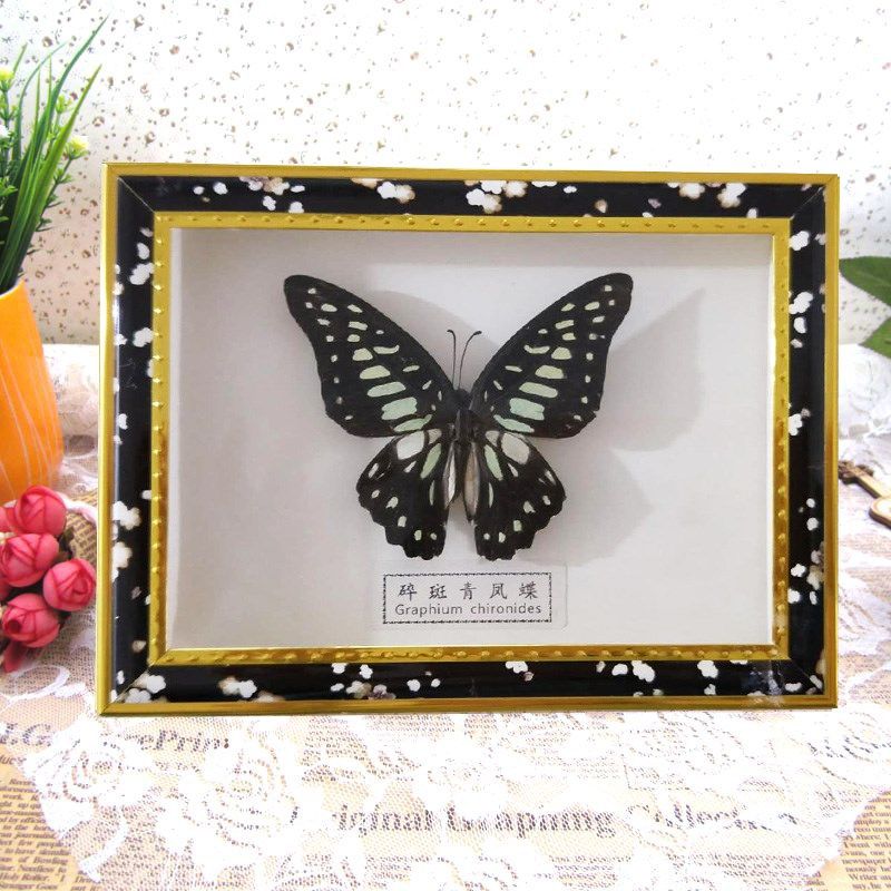 热销包邮DIY5寸纯手工真蝴蝶昆虫标本定制相框摆件儿童实验礼品在类目 家居饰品, 装饰画, 标本类装饰画中 - 来自Buy2taobao.com提供专业的淘宝代购服务