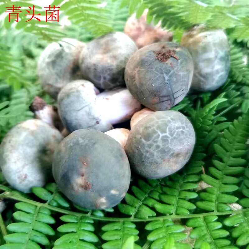 云南未开伞新鲜野生菌