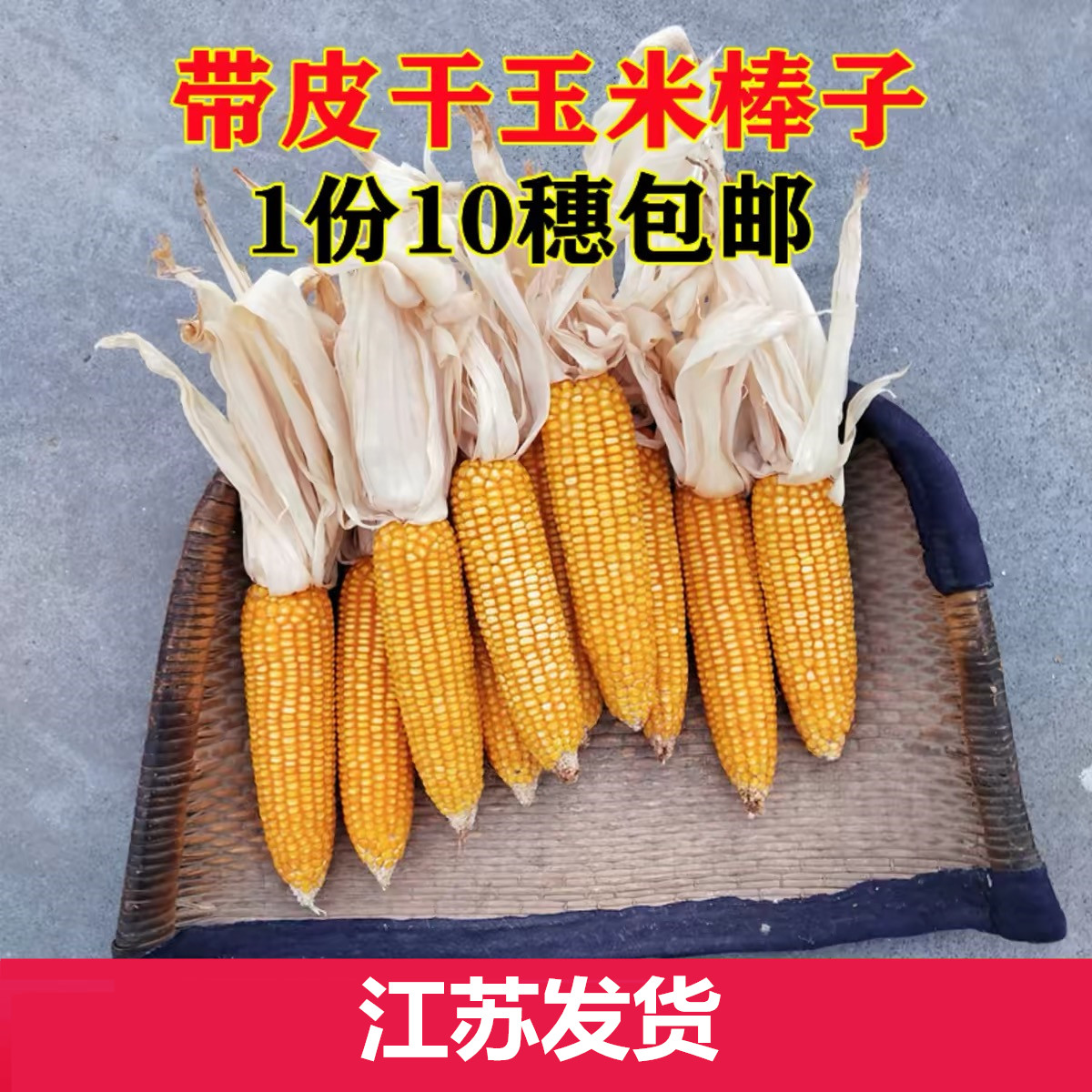 真实晒干玉米棒子带叶带皮老玉米苞米晒秋活动教学道具农作物装饰